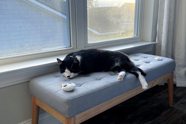 POTD: Meet Tokyo, The Tuxedo Survivor – 06/21/2024