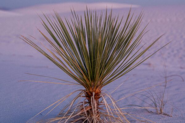 Native New Mexico Plants and Their Cultural Significance